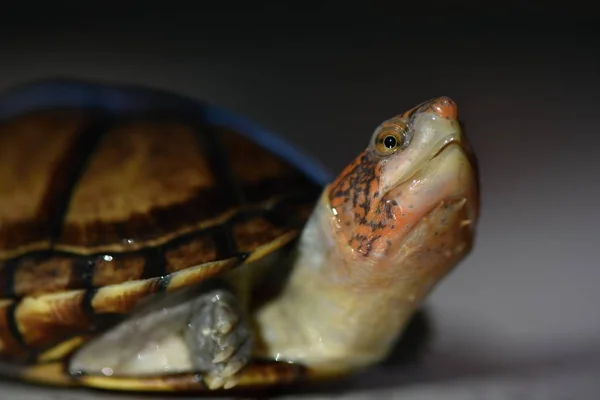 Uma Tartaruga Lama Bonito Kinosternon Leucostomum — Fotografia de Stock