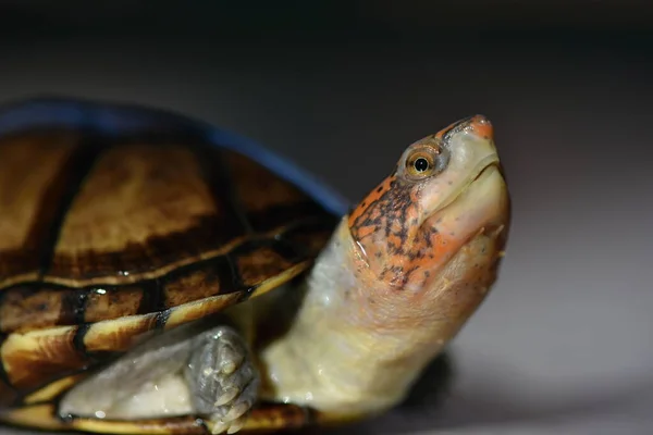 Een Schattige Modderschildpad Kinosternon Leucostomum — Stockfoto