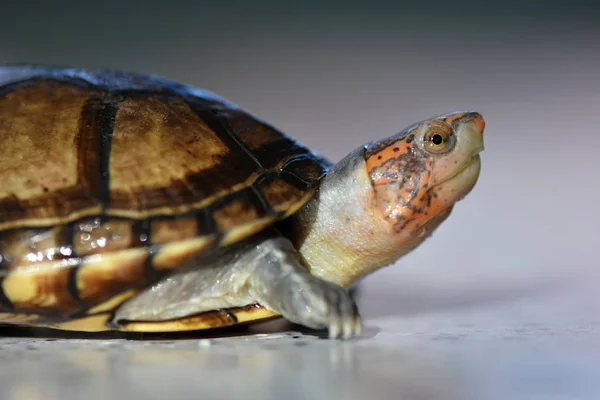 Uma Tartaruga Lama Bonito Kinosternon Leucostomum — Fotografia de Stock