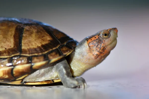 Şirin bir çamur kaplumbağası, Kinosternon lökostomi annesi.