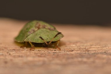 Cassidinae, kaplumbağa ve yaprak madeni böcekleri yaprak böceklerinin alt familyasıdır.