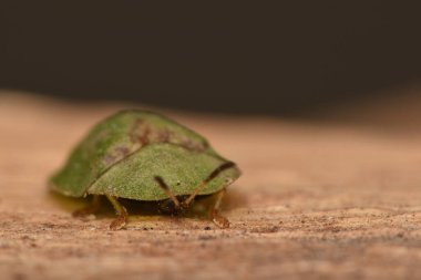 Cassidinae, kaplumbağa ve yaprak madeni böcekleri yaprak böceklerinin alt familyasıdır.