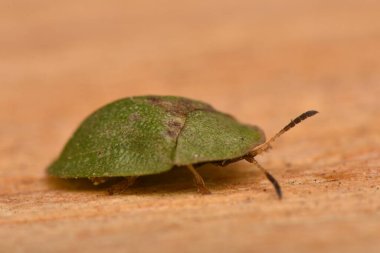 Cassidinae, kaplumbağa ve yaprak madeni böcekleri yaprak böceklerinin alt familyasıdır.