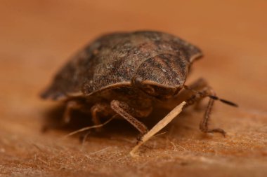Eurygaster maura, doğada heteroptera
