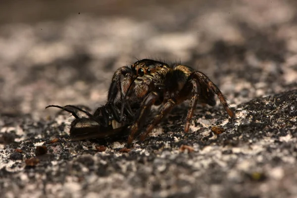 Detailfoto Von Tier Spinne — Stockfoto