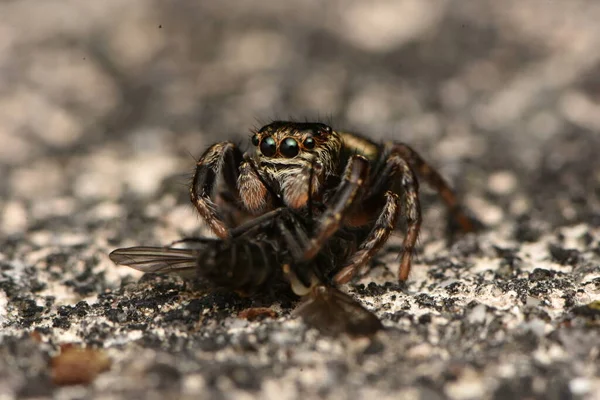 Detail Photo Animal Spider — Stock Photo, Image