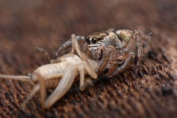 Foto Detalhe Animal Aranha — Fotografia de Stock