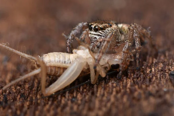 Detailfoto Von Tier Spinne — Stockfoto