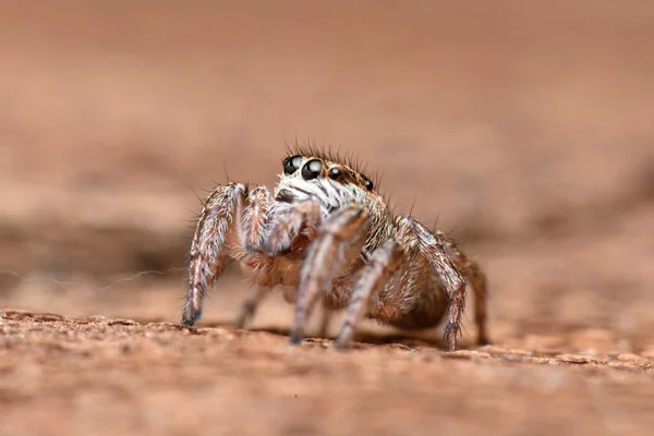 Hayvanların Detaylı Fotoğrafı Örümcek — Stok fotoğraf