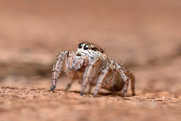 Detailfoto Von Tier Spinne — Stockfoto