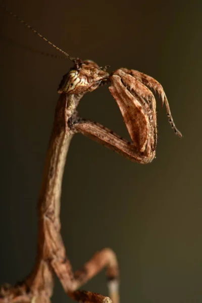 Mantis Popa Spurca Crassa — Stockfoto