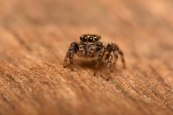 Foto Detalhe Animal Aranha — Fotografia de Stock