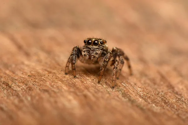 Detailfoto Von Tier Spinne — Stockfoto