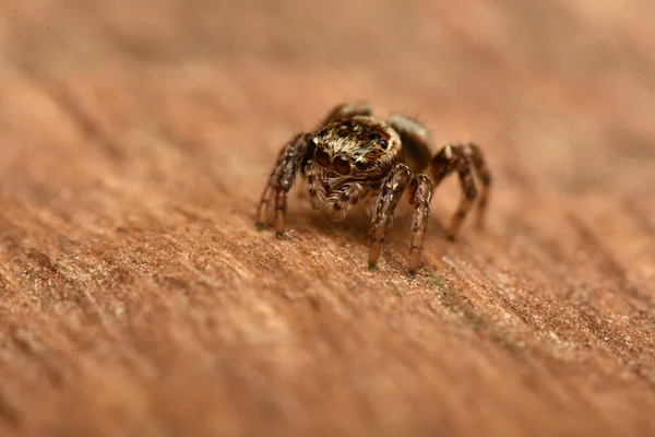 Detailfoto Von Tier Spinne — Stockfoto