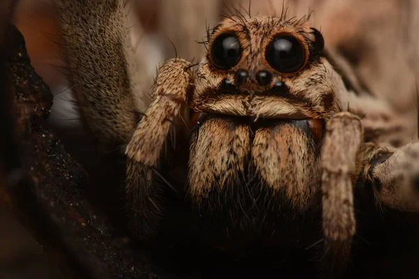 Foto Detalhe Animal Aranha — Fotografia de Stock