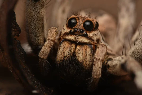 Detalle Foto Del Animal Araña —  Fotos de Stock