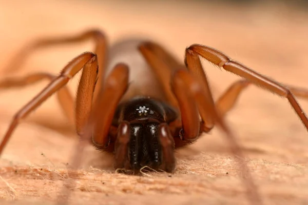 Detailfoto Von Tier Spinne — Stockfoto