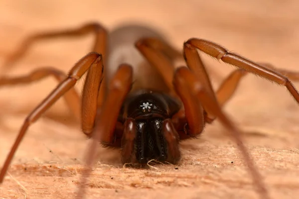 Λεπτομέρεια Φωτογραφία Του Ζώου Αράχνη — Φωτογραφία Αρχείου