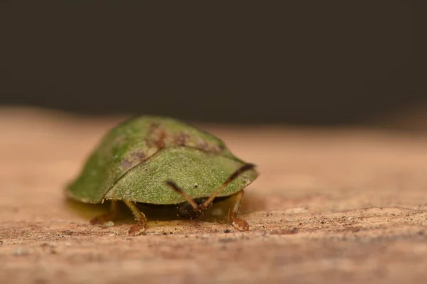 Cassidinae Kaplumbağa Yaprak Madeni Böcekleri Yaprak Böceklerinin Alt Familyasıdır — Stok fotoğraf
