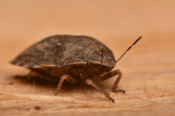 Eurygaster Maura Heteroptera Naturaleza —  Fotos de Stock