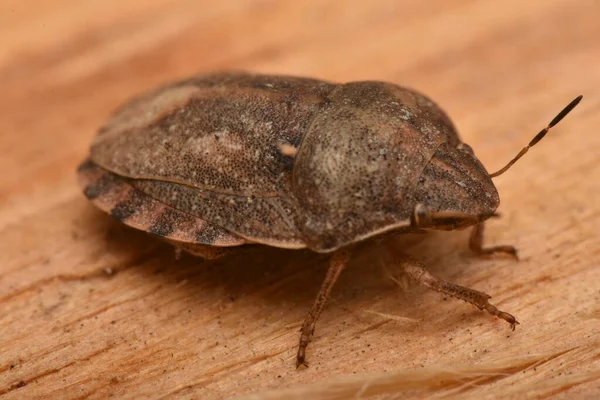 Eurygaster Maura Heteroptera Naturze — Zdjęcie stockowe