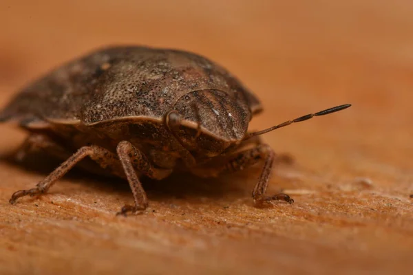 Eurygaster Maura Hétéroptères Dans Nature — Photo