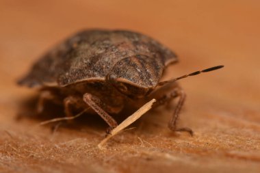 Eurygaster maura, doğada heteroptera