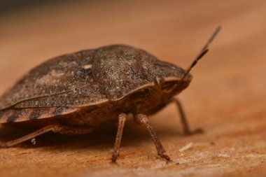 Eurygaster maura, doğada heteroptera