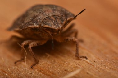 Eurygaster maura, doğada heteroptera