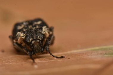 Böcek Valgus Hemipterus doğada