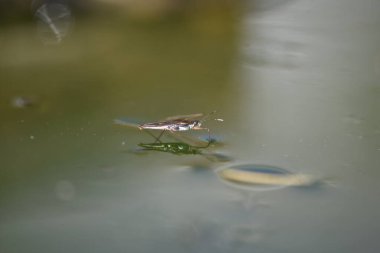 Hidrometra stagnorum, su böceği