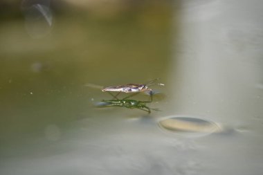 Hidrometra stagnorum, su böceği
