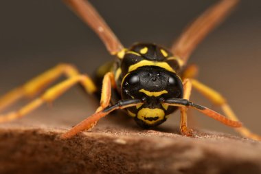 Avrupa kağıt eşekarısı, Polistes dominula, Polistes cinsindeki en yaygın ve iyi bilinen sosyal eşekarısı türüdür.