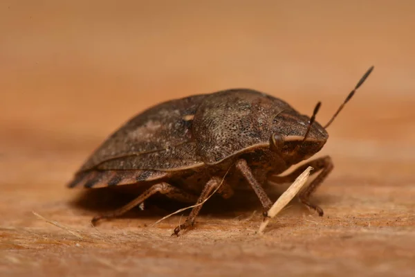 Eurygaster Maura Heteroptera Naturze — Zdjęcie stockowe