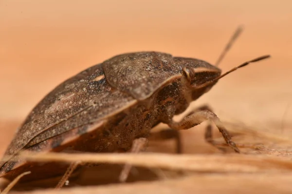 Eurygaster Maura Heteroptera Naturze — Zdjęcie stockowe