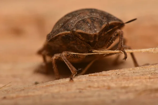 Eurygaster Maura Heteroptera Natureza — Fotografia de Stock