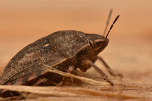 Eurygaster Maura Hétéroptères Dans Nature — Photo