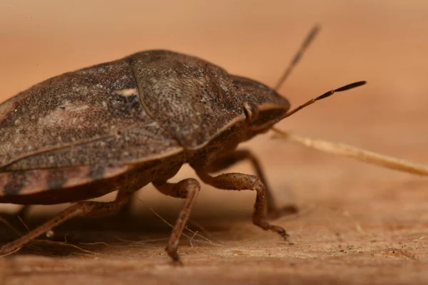 Eurygaster Maura Ετεροπτερά Στη Φύση — Φωτογραφία Αρχείου