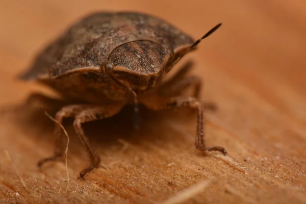 Eurygaster Maura 自然界のヘテロペトラ — ストック写真