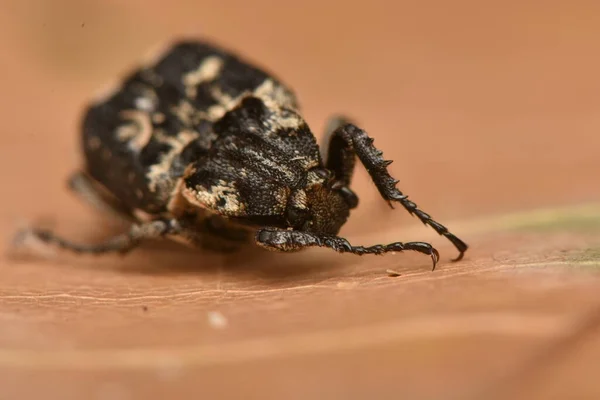 Bug Valgus Hemipterus Naturen — Stockfoto