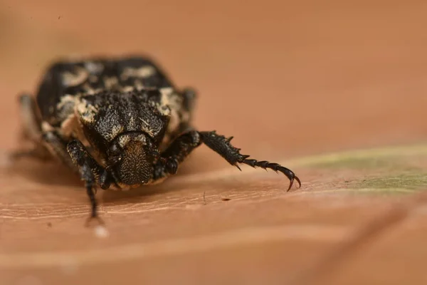 Bug Valgus Hemipterus Dans Nature — Photo