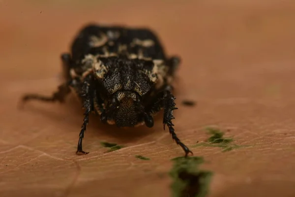 Bug Valgus Hemipterus Natureza — Fotografia de Stock