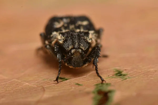 Bug Valgus Hemipterus Природе — стоковое фото