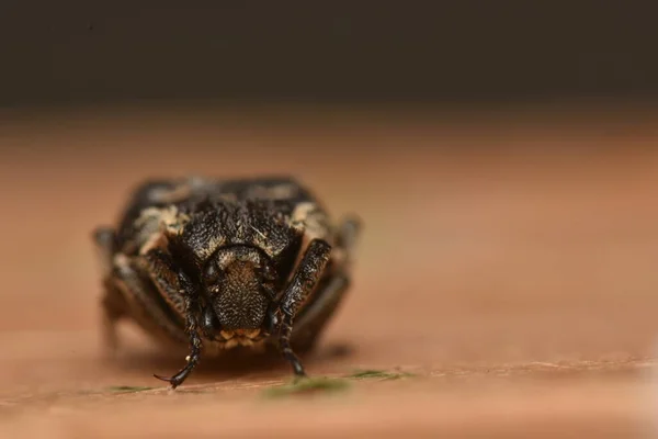 Bug Valgus Hemipterus Natureza — Fotografia de Stock