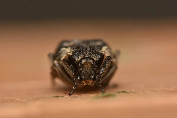 Bug Valgus Hemipterus Přírodě — Stock fotografie