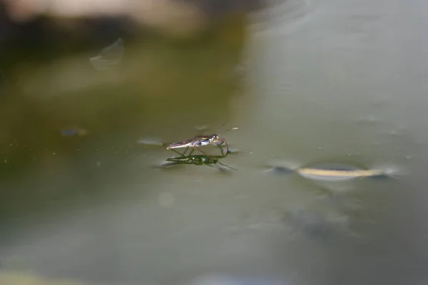 Hydrometra Stagnorum Insetto Acquatico — Foto Stock