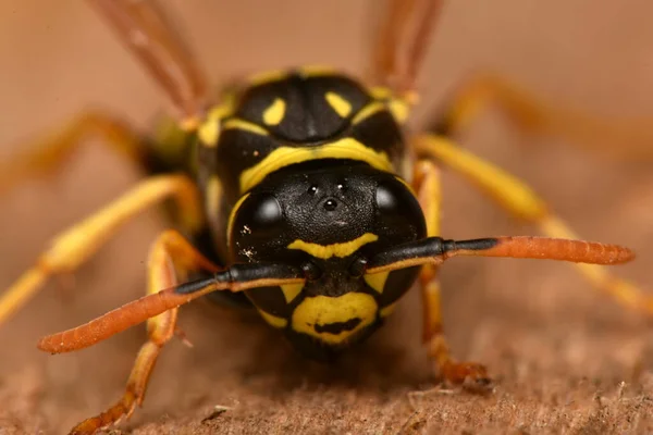 欧洲纸蜂 Polistes Dominula 是欧洲纸蜂 Polistes Dominula 属中最常见 最有名的一种 — 图库照片