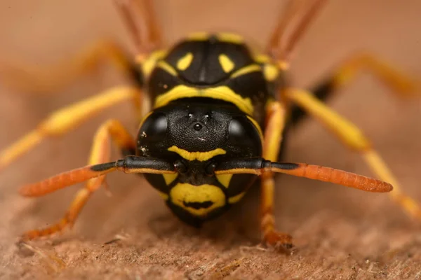 European Paper Wasp Polistes Dominula Jedním Nejčastějších Nejznámějších Druhů Sociálních — Stock fotografie