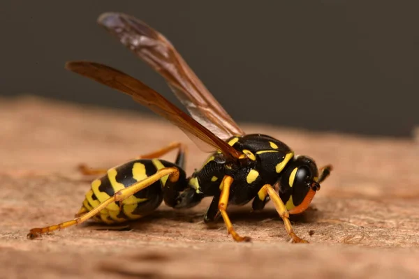 Европейская Бумажная Оса Polistes Dominula Является Одним Наиболее Распространенных Известных — стоковое фото