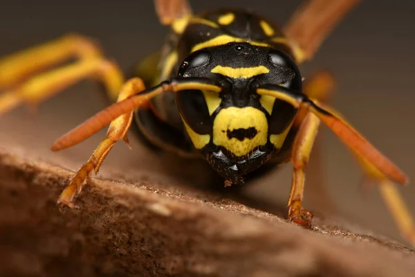 ヨーロッパのペーパーワスプ Polistes Domulaは ポリス属で最も一般的でよく知られている社会的ワップの種の1つです — ストック写真